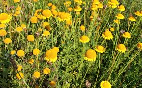 Image result for Färberkamille