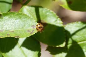 Attēlu rezultāti vaicājumam “Coccinellidae”