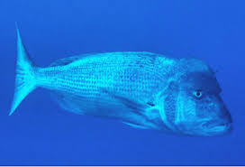 Image result for Dentex dentex