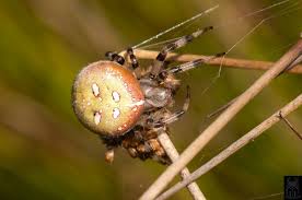 Attēlu rezultāti vaicājumam “Araneus quadratus male”