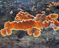 Attēlu rezultāti vaicājumam “Asterodon ferruginosus”