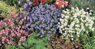 Image result for Myosotis sylvatica