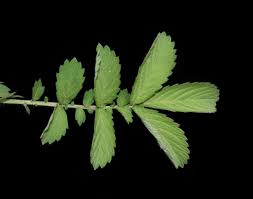 Attēlu rezultāti vaicājumam “Agrimonia pilosa bud”