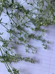 Attēlu rezultāti vaicājumam “Galium uliginosum”