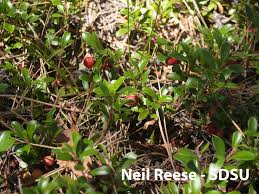 Attēlu rezultāti vaicājumam “Ericaceae”