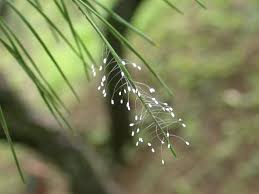Attēlu rezultāti vaicājumam “Chrysopa eggs”