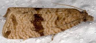 Attēlu rezultāti vaicājumam “Celypha striana”