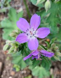 Attēlu rezultāti vaicājumam “Geranium sylvaticum”