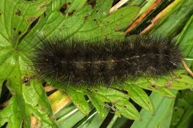 Attēlu rezultāti vaicājumam “Spilosoma sp.”