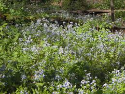 Attēlu rezultāti vaicājumam “Callitriche verna flower”
