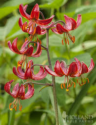 Attēlu rezultāti vaicājumam “Lilium martagon”