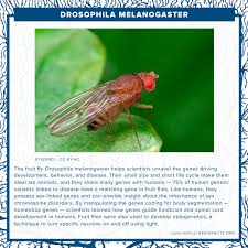 Attēlu rezultāti vaicājumam “Drosophila melanogaster”