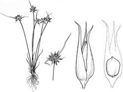 Attēlu rezultāti vaicājumam “Juncus capitatus”