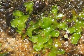 Attēlu rezultāti vaicājumam “Aneura pinguis”