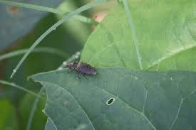 Attēlu rezultāti vaicājumam “Agrypnus murinus”