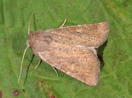 Attēlu rezultāti vaicājumam “Chortodes fluxa”