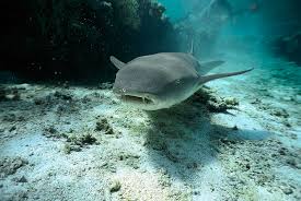 Image result for Nebrius ferrugineus