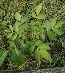 Attēlu rezultāti vaicājumam “Juglans mandshurica leaf”