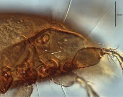 Attēlu rezultāti vaicājumam “Hylastes sp.”