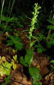 Attēlu rezultāti vaicājumam “Coeloglossum viride flower”
