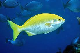 Image result for Kyphosus