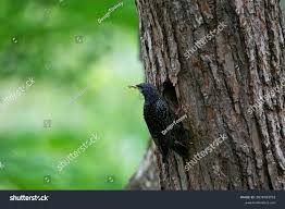 Attēlu rezultāti vaicājumam “Sturnus vulgaris nest”