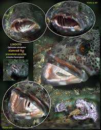 Image result for Ophiodon elongatus