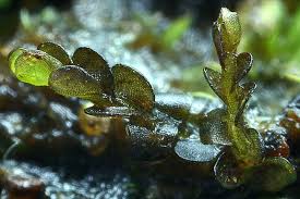 Attēlu rezultāti vaicājumam “Odontoschisma sphagni”