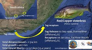 Image result for Petrus rupestris