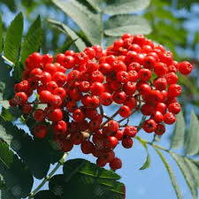 Attēlu rezultāti vaicājumam “Sorbus aucuparia fruit”