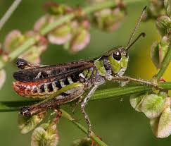 Attēlu rezultāti vaicājumam “Myrmeleotettix maculatus”