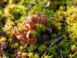 Attēlu rezultāti vaicājumam “Arrhenia spatulata”