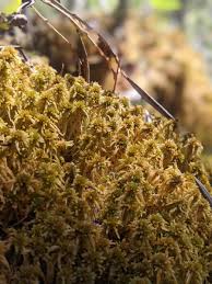 Attēlu rezultāti vaicājumam “Sphagnum fuscum”