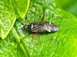 Attēlu rezultāti vaicājumam “Closterotomus biclavatus”