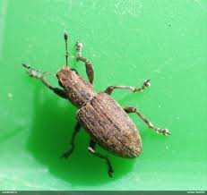 Attēlu rezultāti vaicājumam “Sitona sp.”