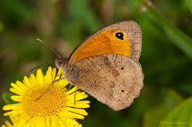 Attēlu rezultāti vaicājumam “Maniola jurtina”