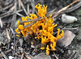 Attēlu rezultāti vaicājumam “Ramariopsis crocea”