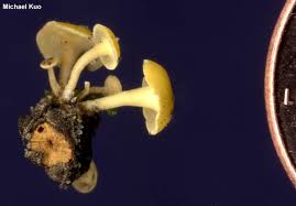 Attēlu rezultāti vaicājumam “Hymenoscyphus sp.”