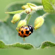 Attēlu rezultāti vaicājumam “Hippodamia notata”