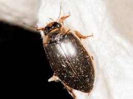 Attēlu rezultāti vaicājumam “Rhantus frontalis”