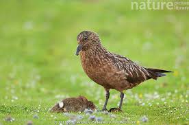 Image result for Stercorarius skua