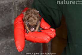 Attēlu rezultāti vaicājumam “Eptesicus serotinus”