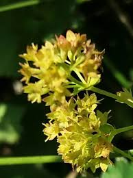 Attēlu rezultāti vaicājumam “Alchemilla vulgaris aggr. bud”
