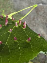 Attēlu rezultāti vaicājumam “Eriophyes tiliae”