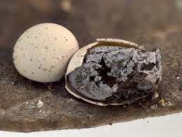 Attēlu rezultāti vaicājumam “Diderma testaceum sessile”