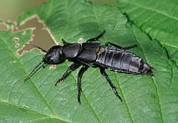 Billedresultat for rovbille