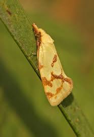 Attēlu rezultāti vaicājumam “Agapeta hamana”