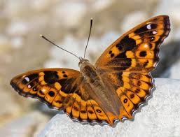 Attēlu rezultāti vaicājumam “Thyatira batis imago”