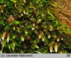 Attēlu rezultāti vaicājumam “Cephalozia bicuspidata”