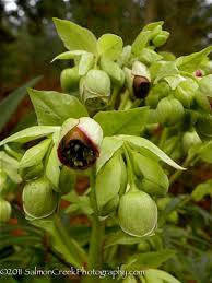 Image result for Helleborus foetidus